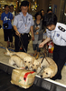 韓国・仁川国際空港（Incheon International Airport）の税関で捜査犬としてデビューしたクローン犬たち（2009年7月17日撮影）。(c)AFP/LEE HOON-KOO