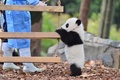 中国・四川省の成都ジャイアントパンダ繁殖研究基地で、木につかまるパンダの赤ちゃん（2022年12月29日撮影）。(c)AFP