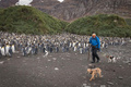 南大西洋の英領サウスジョージアで、オウサマペンギンのそばでネズミを捜す犬たち。サウスジョージア・ヘリテージ・トラスト提供（2018年5月9日提供）。(c)AFP PHOTO / Oli Prince / South Georgia Heritage Trust