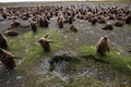 南大西洋の英領フォークランド諸島のオウサマペンギンのひな（2019年10月6日撮影）。(c)Pablo PORCIUNCULA BRUNE / AFP