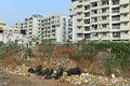 インド南部バンガロールの住民により投棄されたごみをあさる豚（2017年1月10日撮影）。(c)AFP/Manjunath KIRAN
