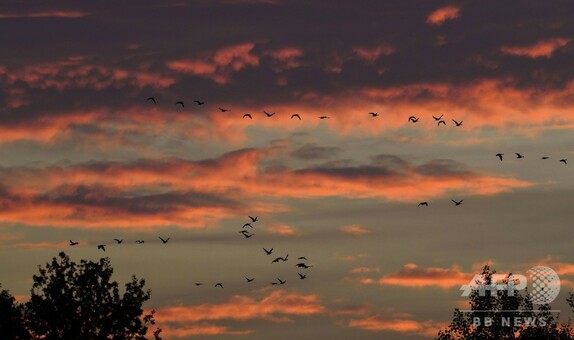 夕焼け空を飛ぶ渡り鳥、ドイツ 写真10枚 国際ニュース：AFPBB News
