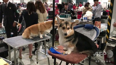 動画 中国で ワールド ドッグ ショー 初開催 犬肉消費に非難の声も 写真1枚 国際ニュース Afpbb News