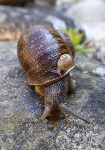 希少な「逆巻き」カタツムリ、三角関係に敗れる