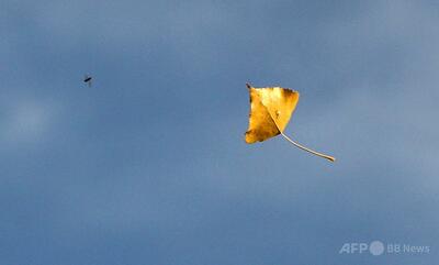 車のナンバープレートに付着した虫の数減少 英研究チーム、昆虫数減少を懸念