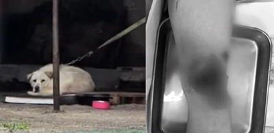 大型犬が膝をかみちぎり“食べた”…韓国・修理工場で女性重傷の惨劇