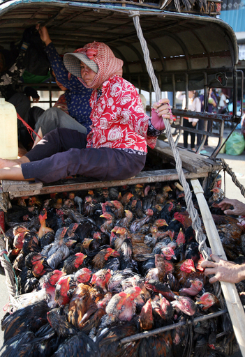 19歳男性がH5N1ウイルスに感染、カンボジア