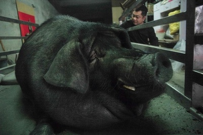 体重887キロの「神の豚」 道教の神への供物に