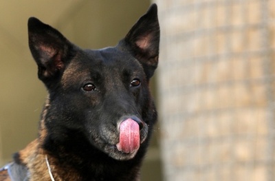 「犬に肺がん嗅ぎ当てる高い能力」、早期発見に期待 オーストリアの試験的研究