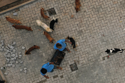 犬肉業者に禁錮10月 インドネシアで画期的判決