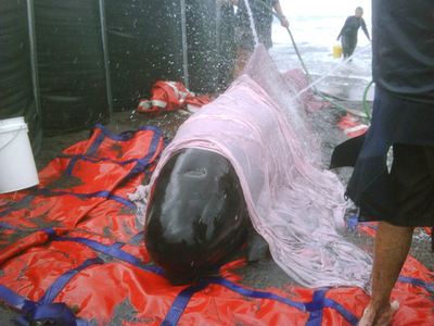 海岸に打ち上げられた約200頭のクジラ、うち54頭を救出、豪州