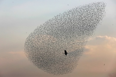 【今日の1枚】ムクドリの群舞、ソリストはコウノトリ
