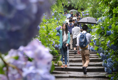 アジサイ満開、梅雨を彩る　鎌倉市