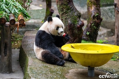 中国重慶動物園の人気パンダ「渝愛（ユウアイ）」の公開が再開
