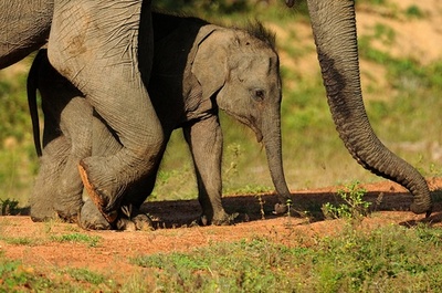 ゾウ外交に待った 動物愛護活動家の訴え認められる スリランカ