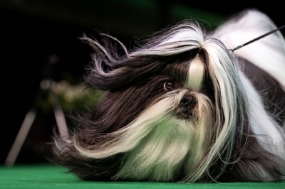 【今日の1枚】長毛が風になびいてキマってる