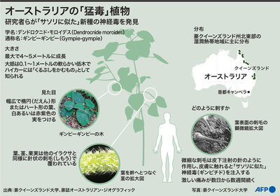 オーストラリアのとげ植物に「サソリに似た」神経毒、豪研究チーム
