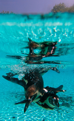 猛暑でも快適！プールで泳ぐペンギンたち 英ロンドン