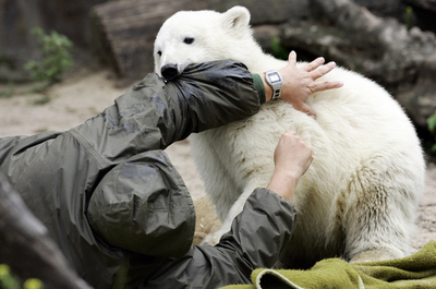 ベルリン動物園、クヌートの「自立」に向けショーを打ち切り
