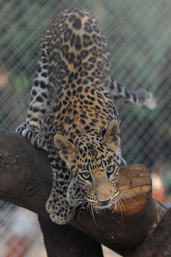 生後7か月のヒョウ、インド