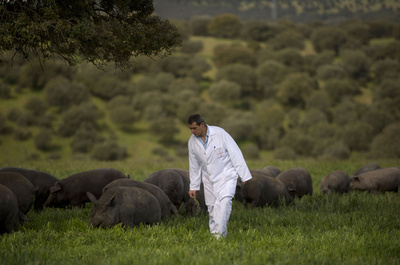 極上「イベリコ豚」ハム、格付け方法で対立 スペイン