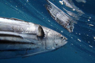 水産資源の30％が乱獲、世界数千万人の生活脅かす FAO報告書