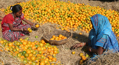 目に鮮やかなオレンジの山、インドの青果市場