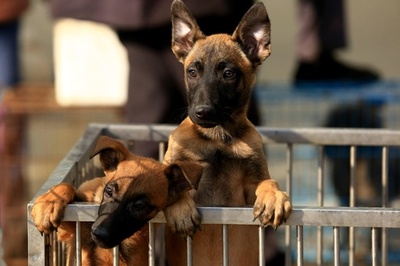 道端で犬を見かけ食べたくなった… 飼い犬殺した男を拘束 内モンゴル