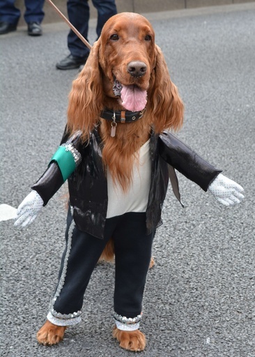 M・ジャクソン犬も参加、聖パトリック・デーのパレード 都内
