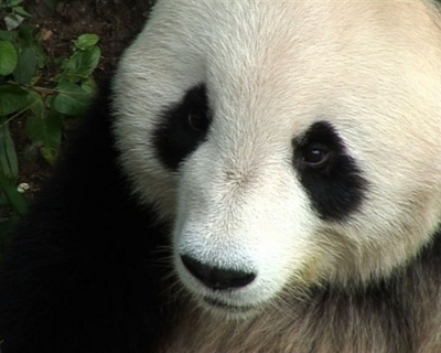 【動画】四川大地震生き延びたパンダ、北京動物園で観光客を魅了