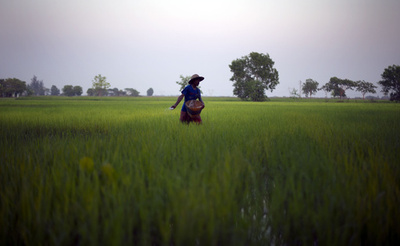 化学肥料の硝酸塩、数十年間も残存