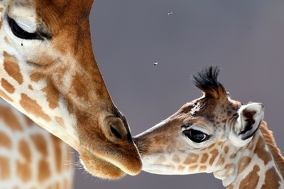 赤ちゃんカバに米国民は夢中でも動物アイドル人気には弊害も