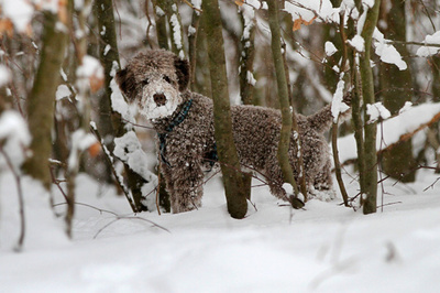 森でトリュフ探し、顔中雪まみれのワンちゃん ドイツ
