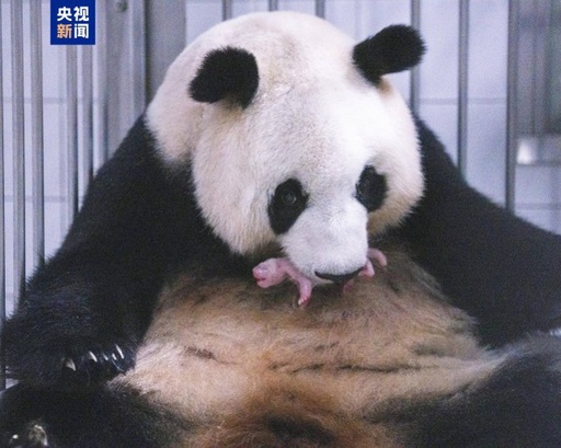 韓国在住パンダ「ローバオ」「アイバオ」夫婦に3頭目の雌の赤ちゃん誕生