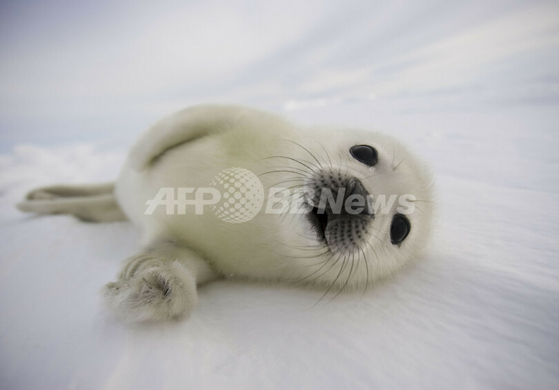タテゴトアザラシの赤ちゃんが姿を見せる　カナダ