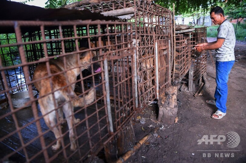 「これは罪だ」 カンボジアに広がる闇の犬肉産業