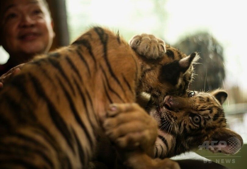 オランウータンがトラの赤ちゃんに哺乳瓶で授乳!? フィリピン