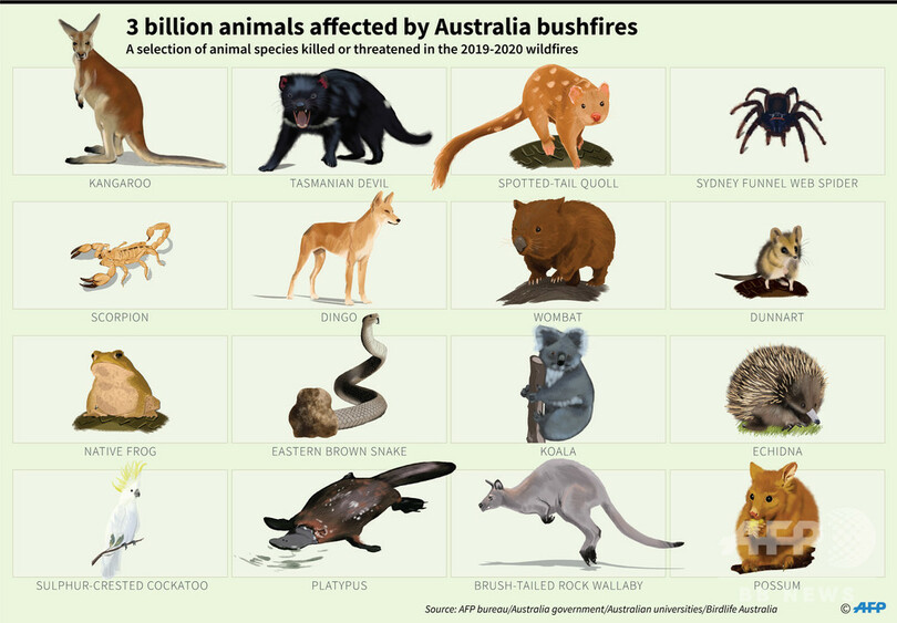 豪の森林火災で30億匹の動物が被害に 現代史上で最悪規模 調査 写真6枚 国際ニュース Afpbb News