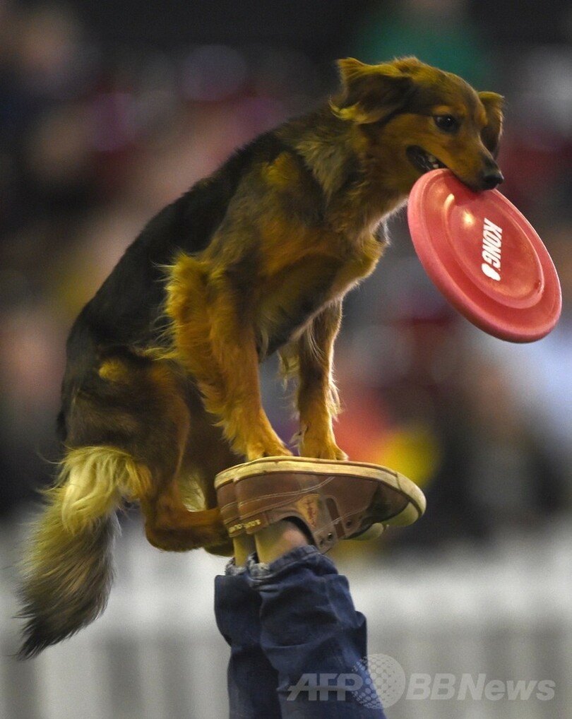 自慢の芸を披露、ドイツの犬猫ペットショー