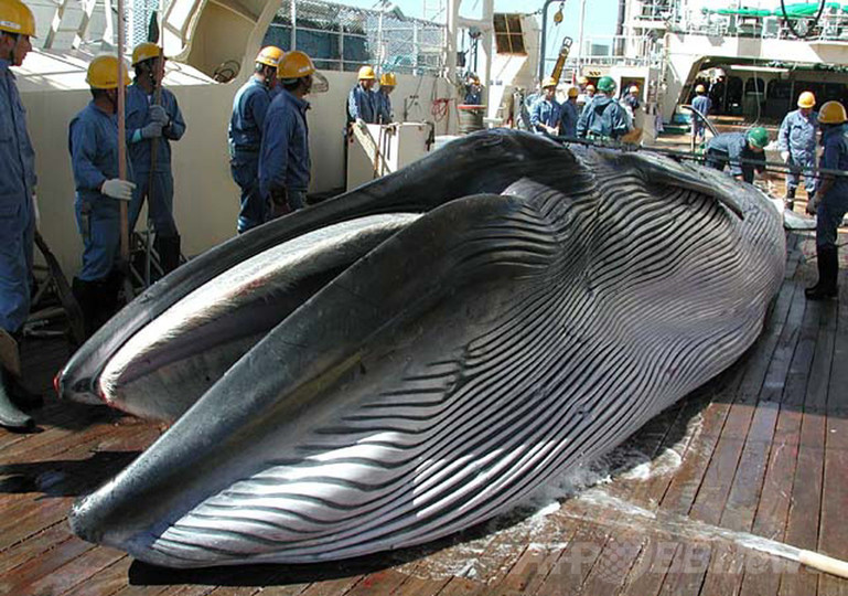 調査捕鯨、南極海での新計画を策定へ 太平洋では継続 調査捕鯨、南極海での新計画を策定へ 太平洋では継続