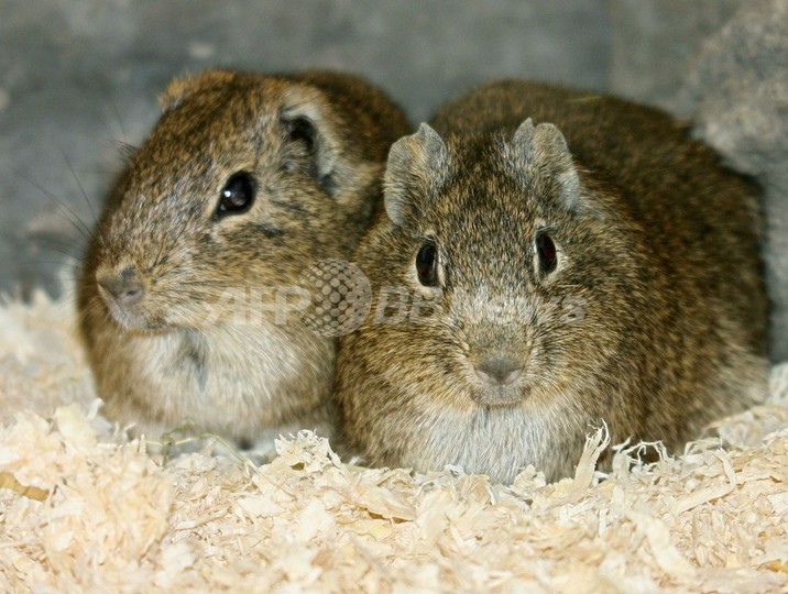 伊藤園、動物使用する実験廃止へ 伊藤園、動物使用する実験廃止へ