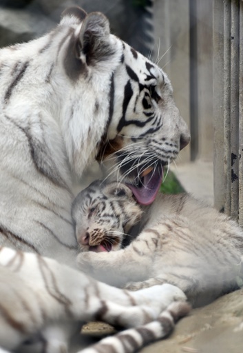 カーペンター緑虎120新品未使用 カーペンター緑虎120新品未使用 中古車