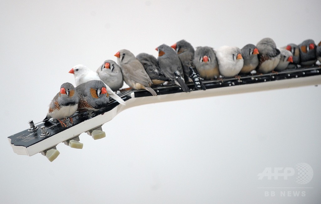 卵にさえずりかける鳥、外の暑さを伝達か 研究 卵にさえずりかける鳥、外の暑さを伝達か 研究