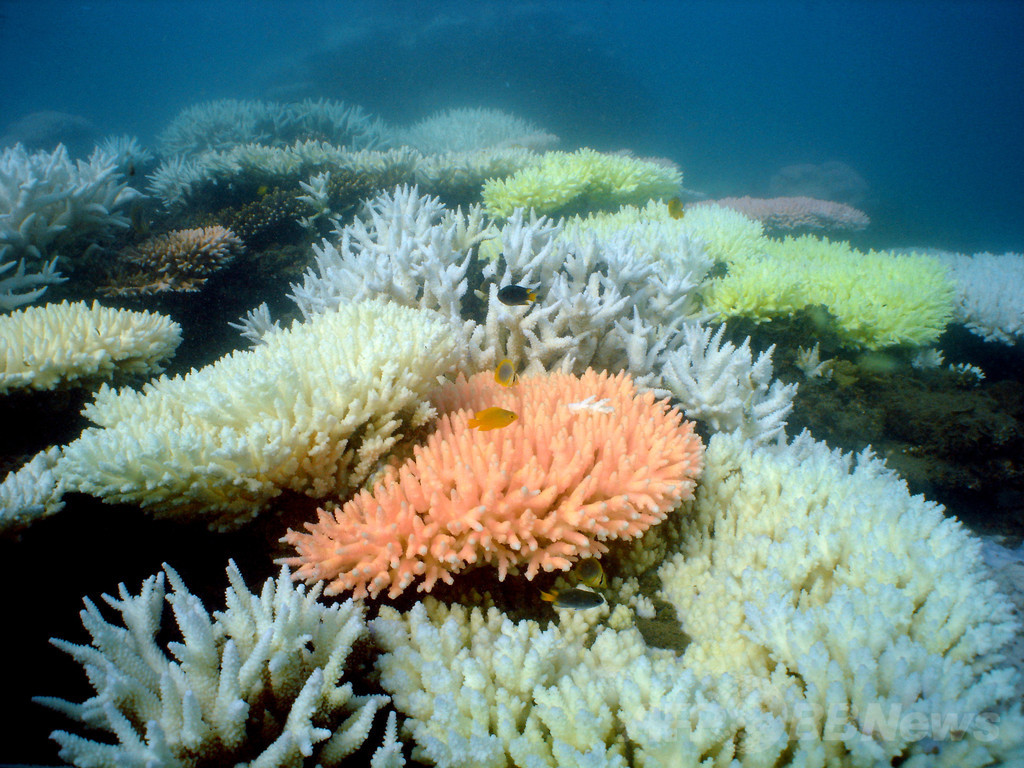 世界最大のサンゴ礁へしゅんせつ土砂の投棄許可 豪 写真1枚 国際ニュース Afpbb News