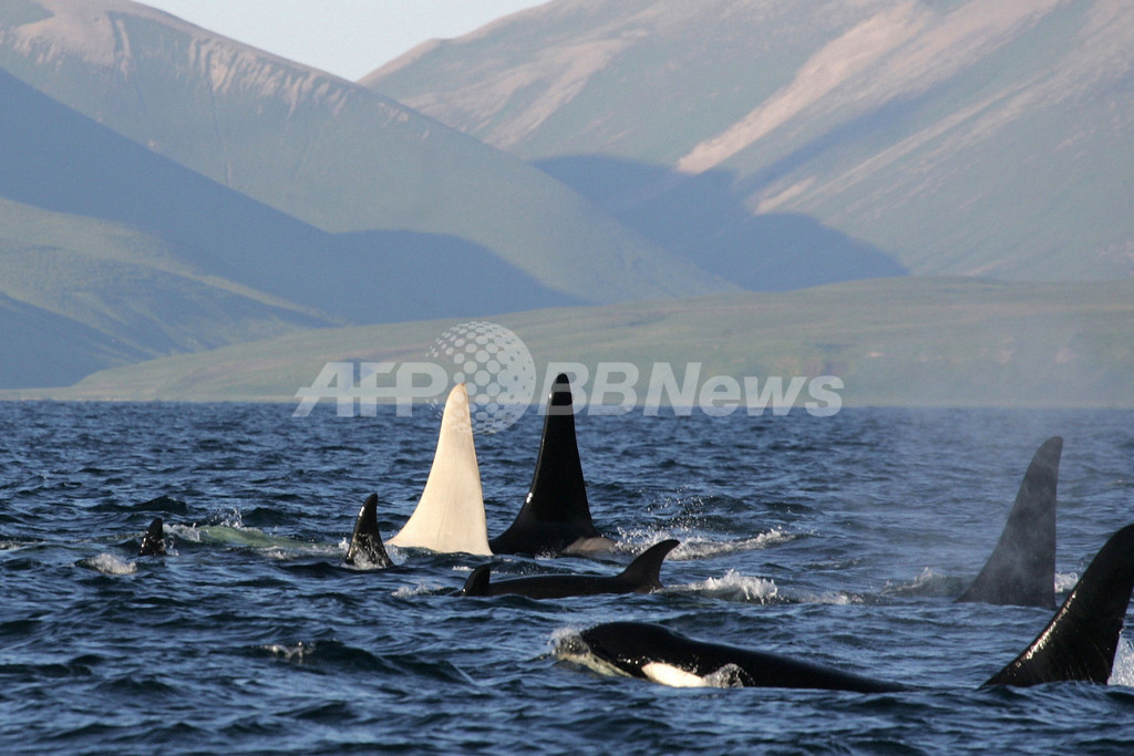 白い成体のシャチ、北大西洋で露チームが探索へ 白い成体のシャチ、北大西洋で露チームが探索へ