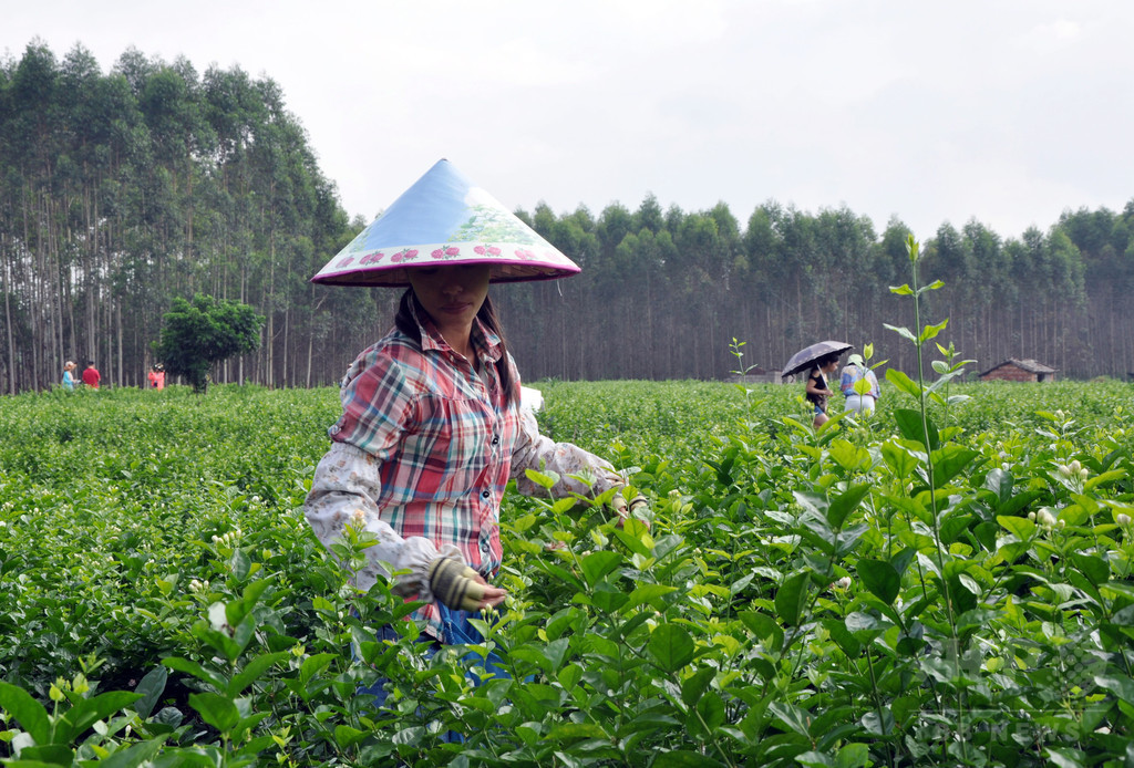 広西省横県「中国ジャスミンの郷」 関連商品の開発進む 写真1枚 国際ニュース:AFPBB News