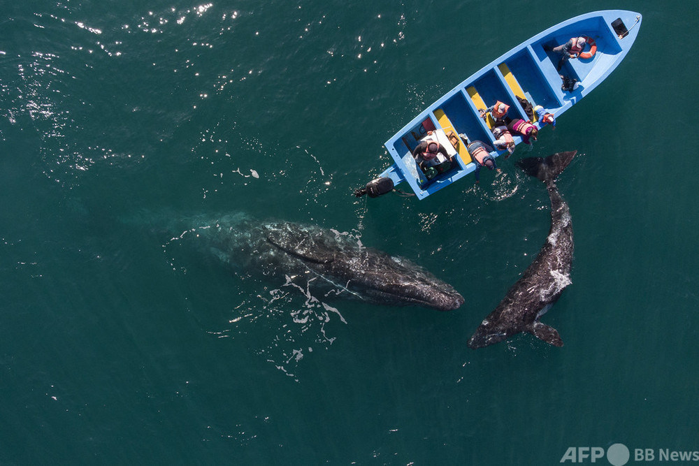 コロナから一息 メキシコ沖でクジラと触れ合う 写真14枚 国際ニュース