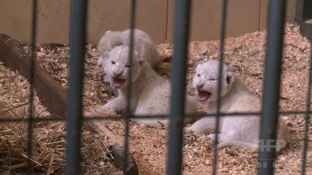 海外作家様作 アートドール ホワイトタイガーの赤ちゃん 海外作家様作