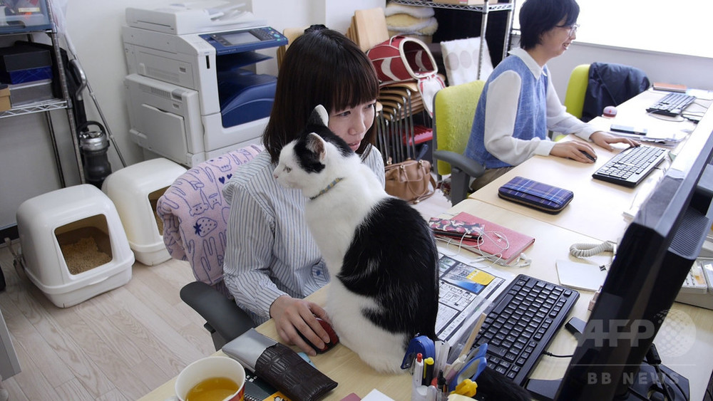 動画 オフィスに 猫同伴通勤 ニャンとも癒やされるit会社 東京 写真19枚 国際ニュース Afpbb News