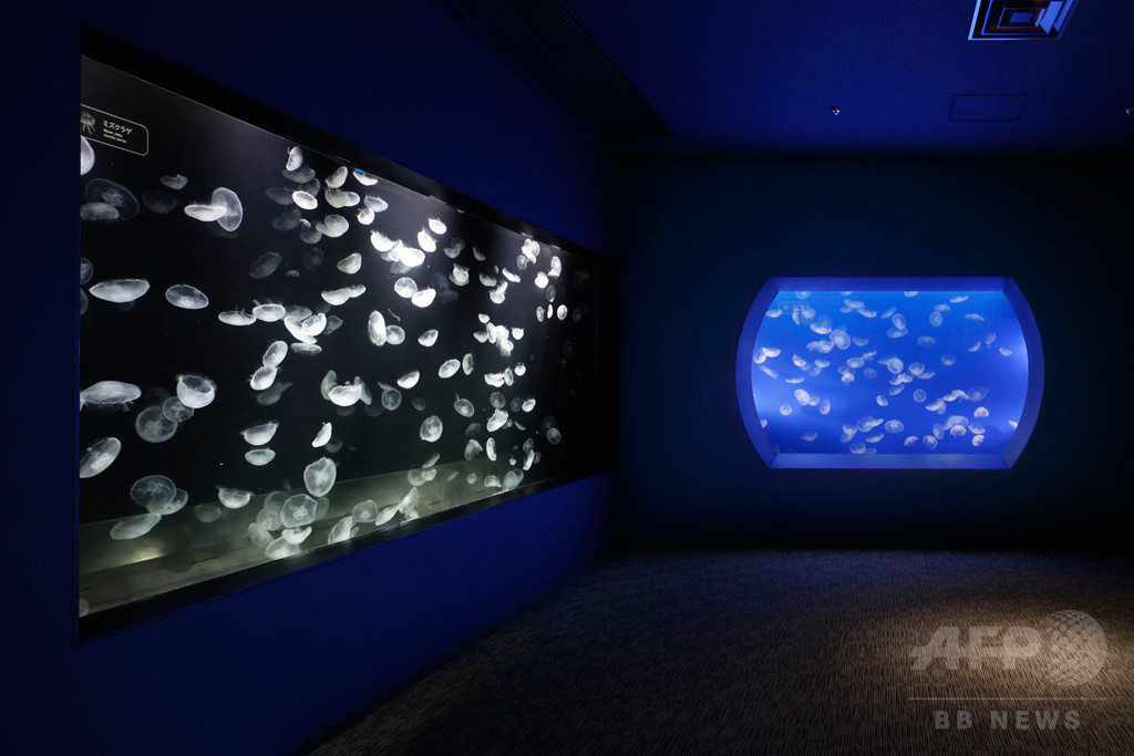 「すみだ水族館」蜷川実花とクラゲの幻想的なコラボレーション